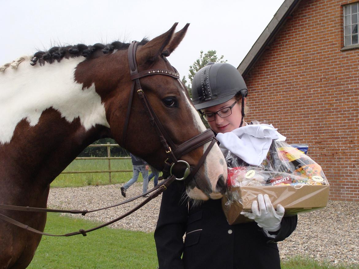 Irish Cob Crossbreed Willson Mc Caffee - Willson tjekker hans præmie ud. :D billede 5