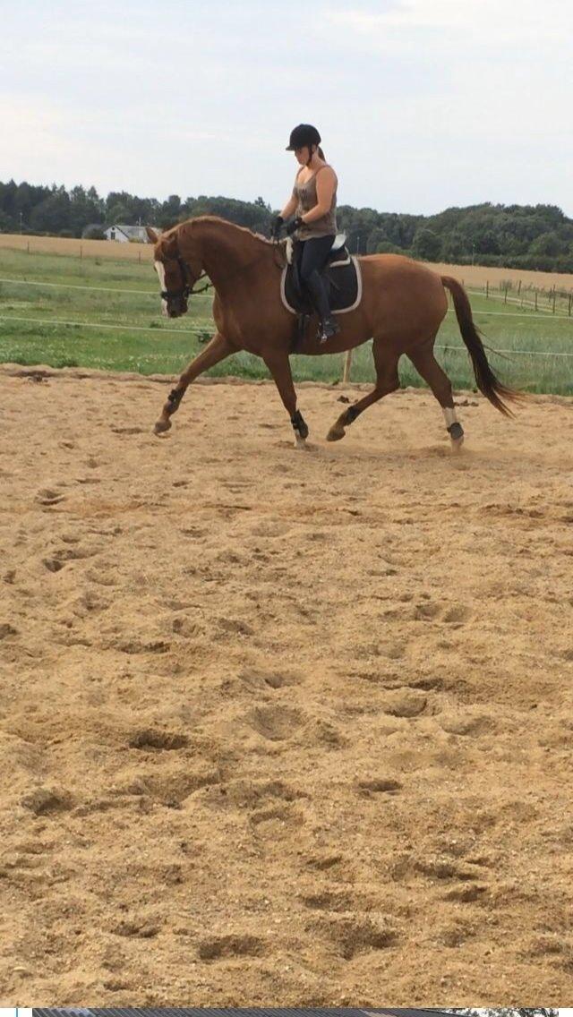 Dansk Varmblod Dominique - Da jeg var ude og prøve hende. billede 6