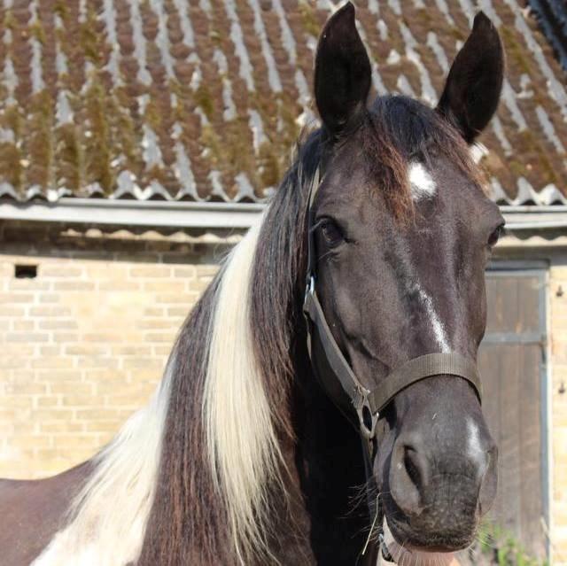 Barockpinto Nicolett - Prinsessen samme dag jeg hentede hende billede 1