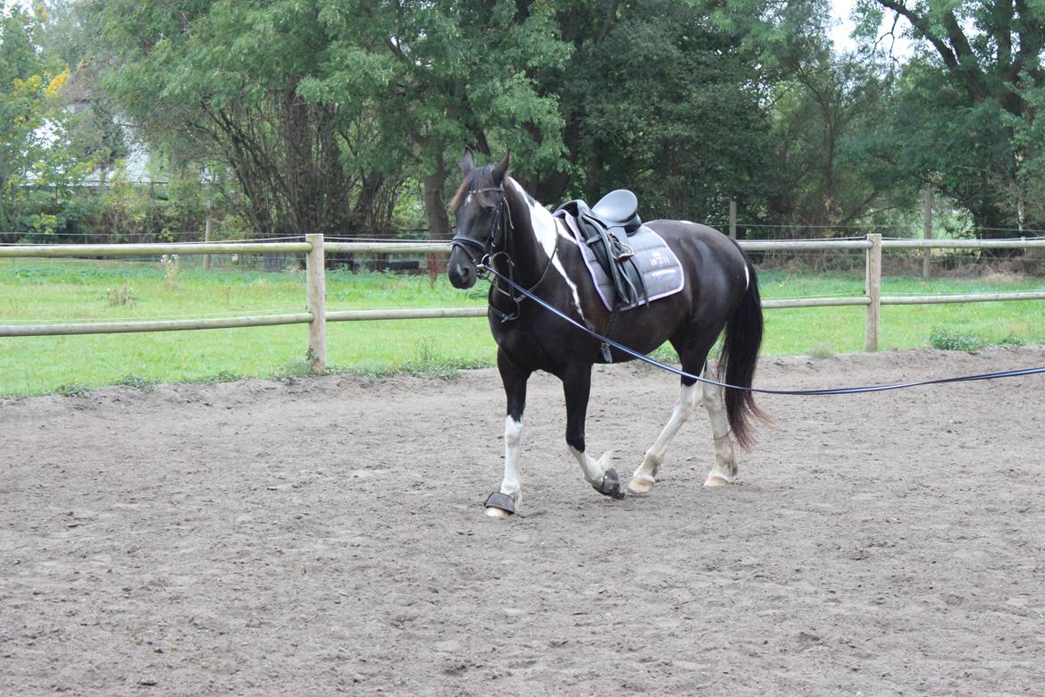 Barockpinto Nicolett billede 2