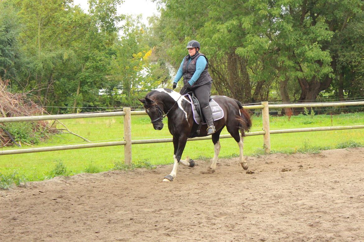 Barockpinto Nicolett billede 3