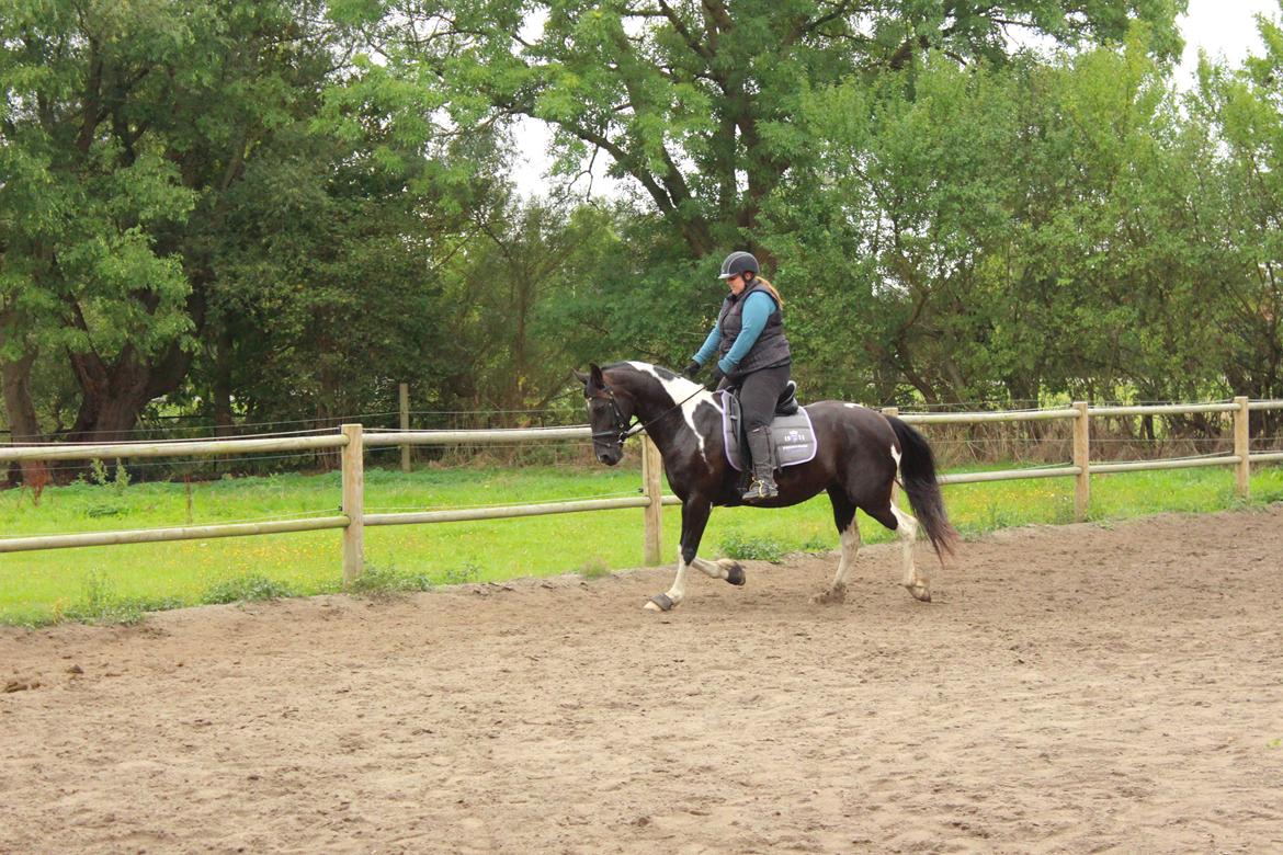 Barockpinto Nicolett billede 5