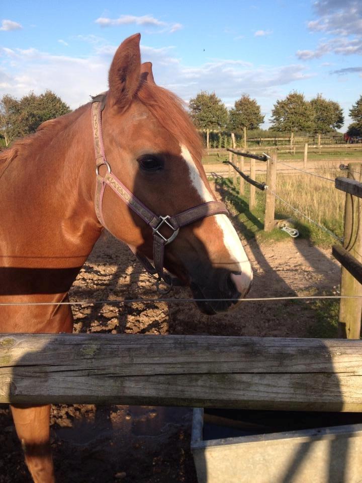 New Forest Østervangs Juvel - LOVE U<3 billede 2