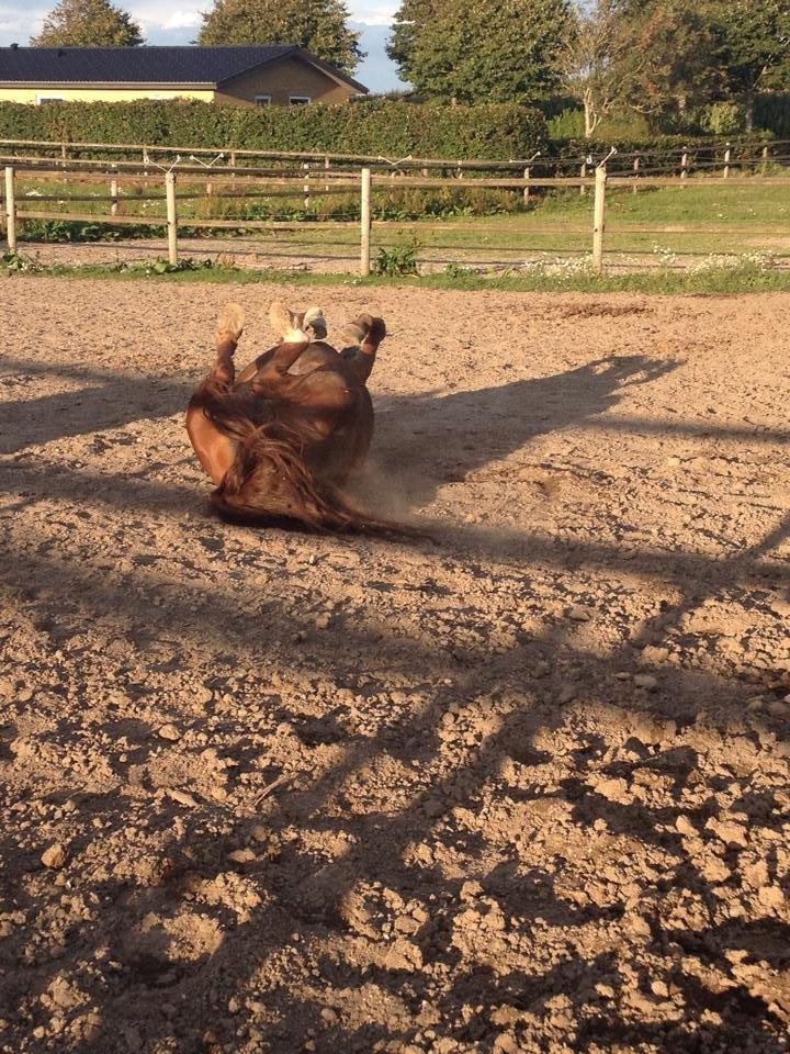 New Forest Østervangs Juvel - RULLE<3 billede 8