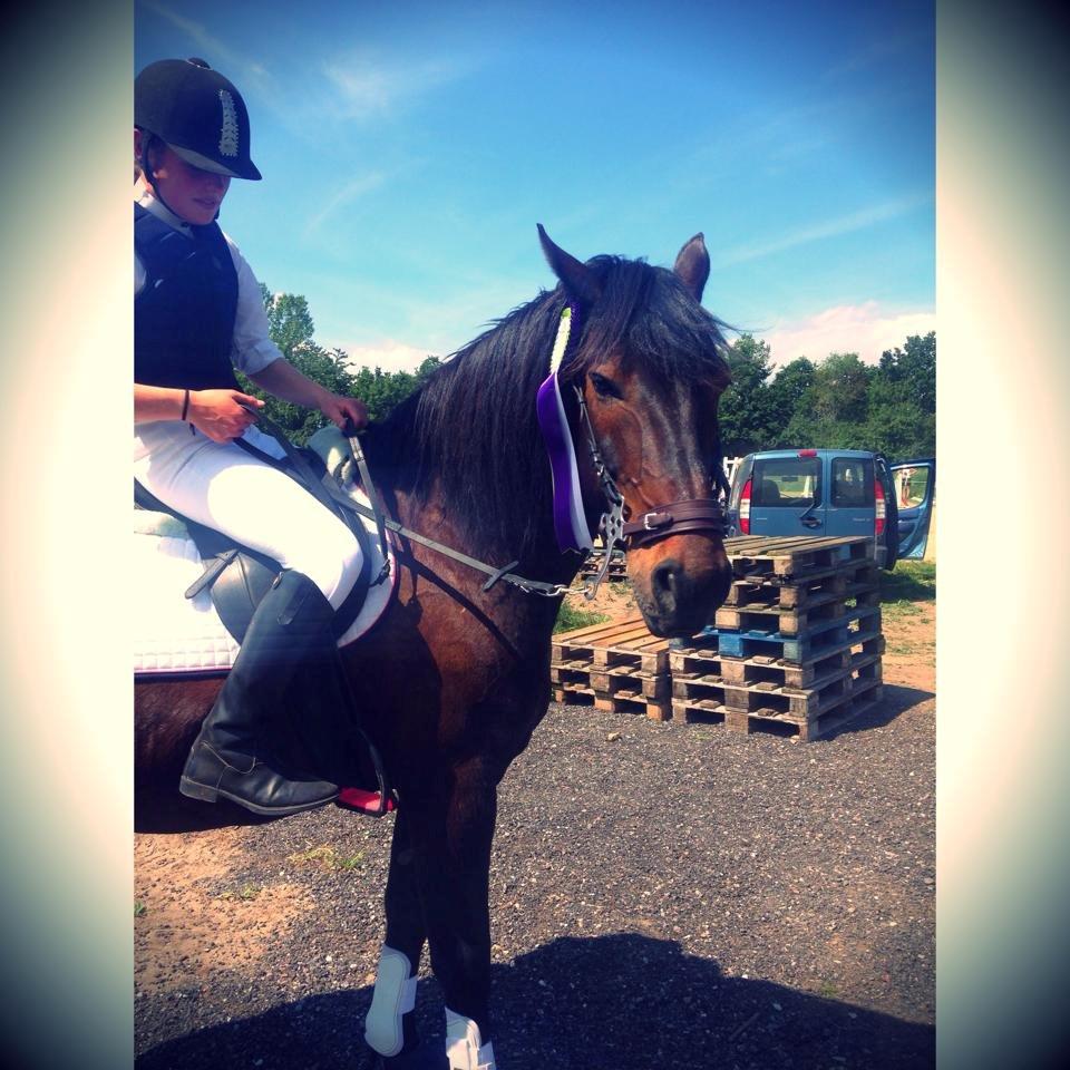 Anden særlig race Krumme *part* billede 6