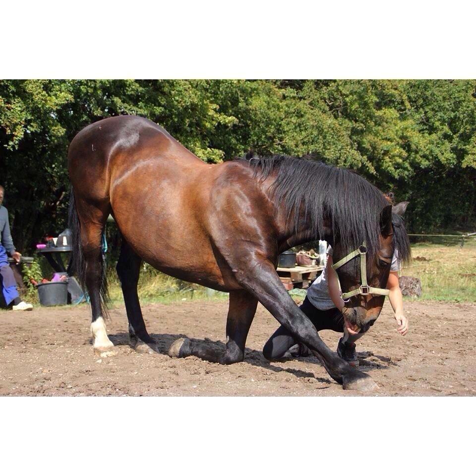 Anden særlig race Krumme *part* billede 3