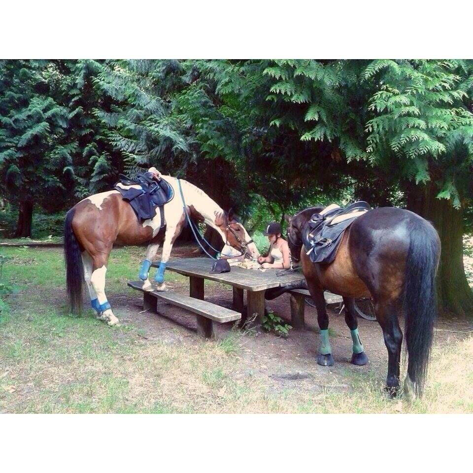 Anden særlig race Krumme *part* billede 4