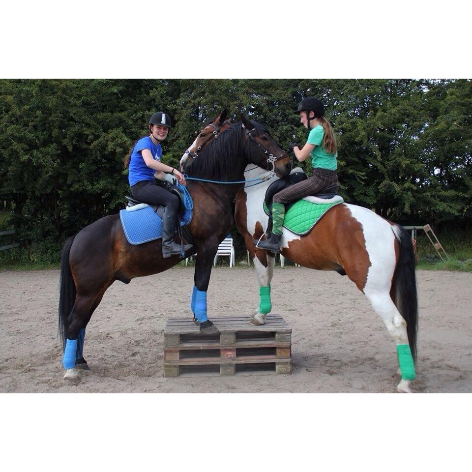 Anden særlig race Krumme *part* billede 12