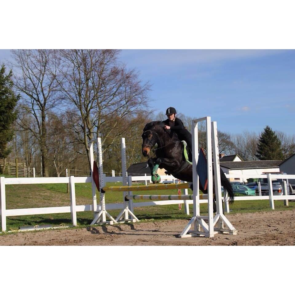 Anden særlig race Krumme *part* billede 9