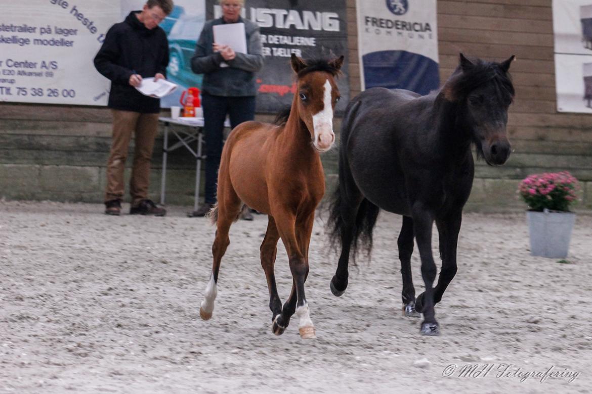 Belgisk Miniature SLT Commanders painted perfection aka Søren billede 48