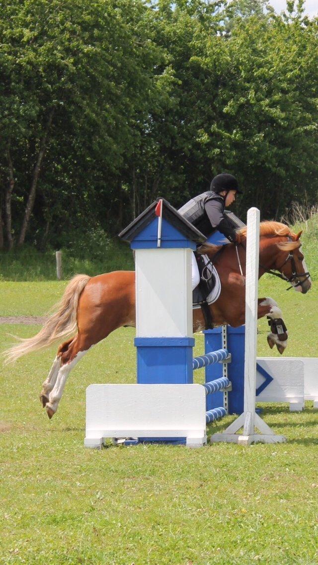 Welsh Pony af Cob-type (sec C) Aberlour Goodwyn billede 16