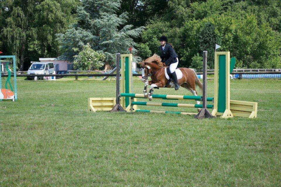 Welsh Pony af Cob-type (sec C) Aberlour Goodwyn billede 17