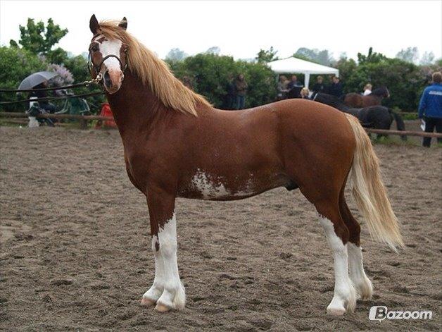 Welsh Pony af Cob-type (sec C) Aberlour Goodwyn billede 23
