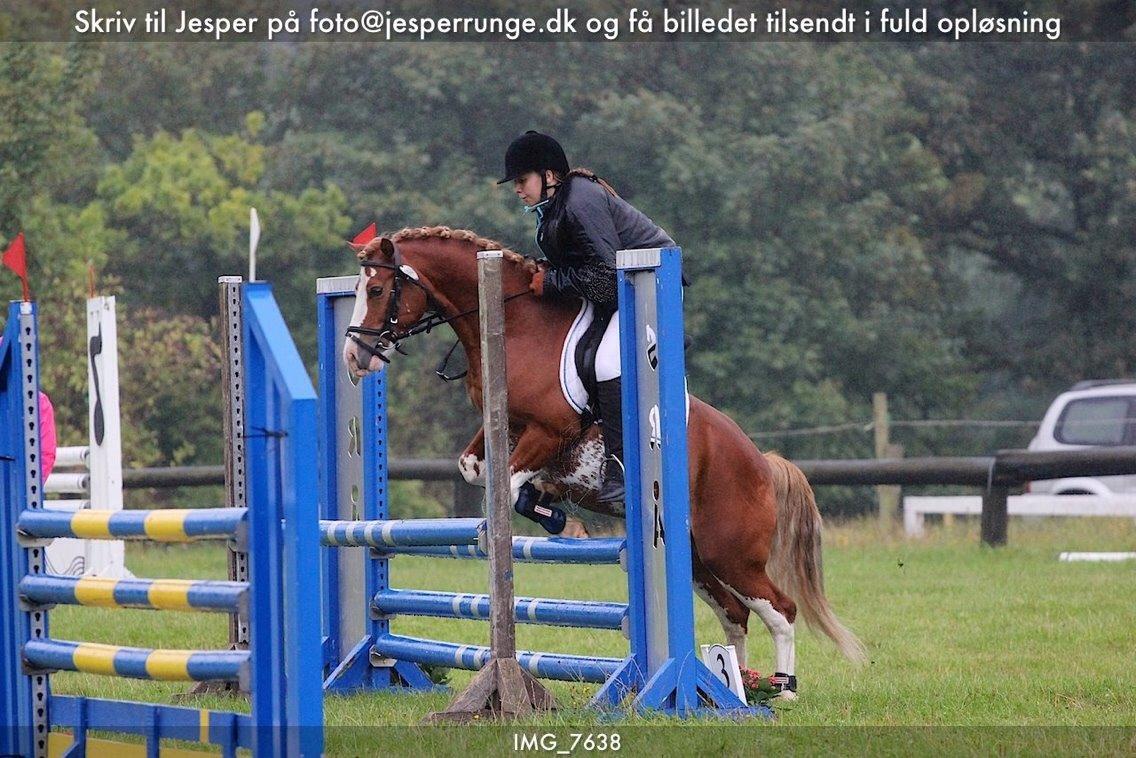 Welsh Pony af Cob-type (sec C) Aberlour Goodwyn billede 21