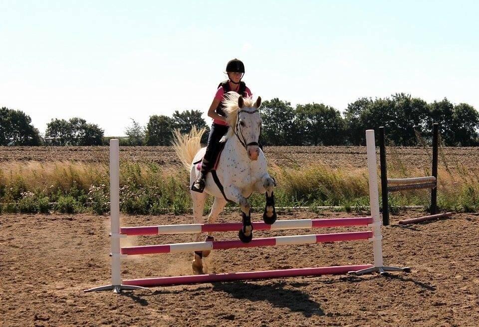 Knabstrupper Jollys Golden Sun Spot billede 9