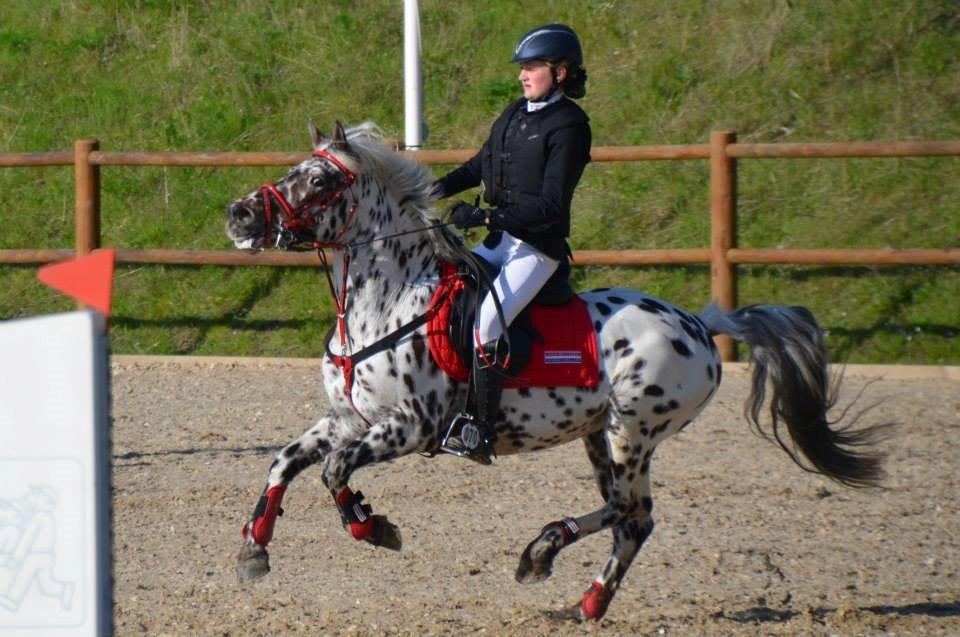 Knabstrupper Amigo (Bandit) - FRK jubilæums spring billede 1