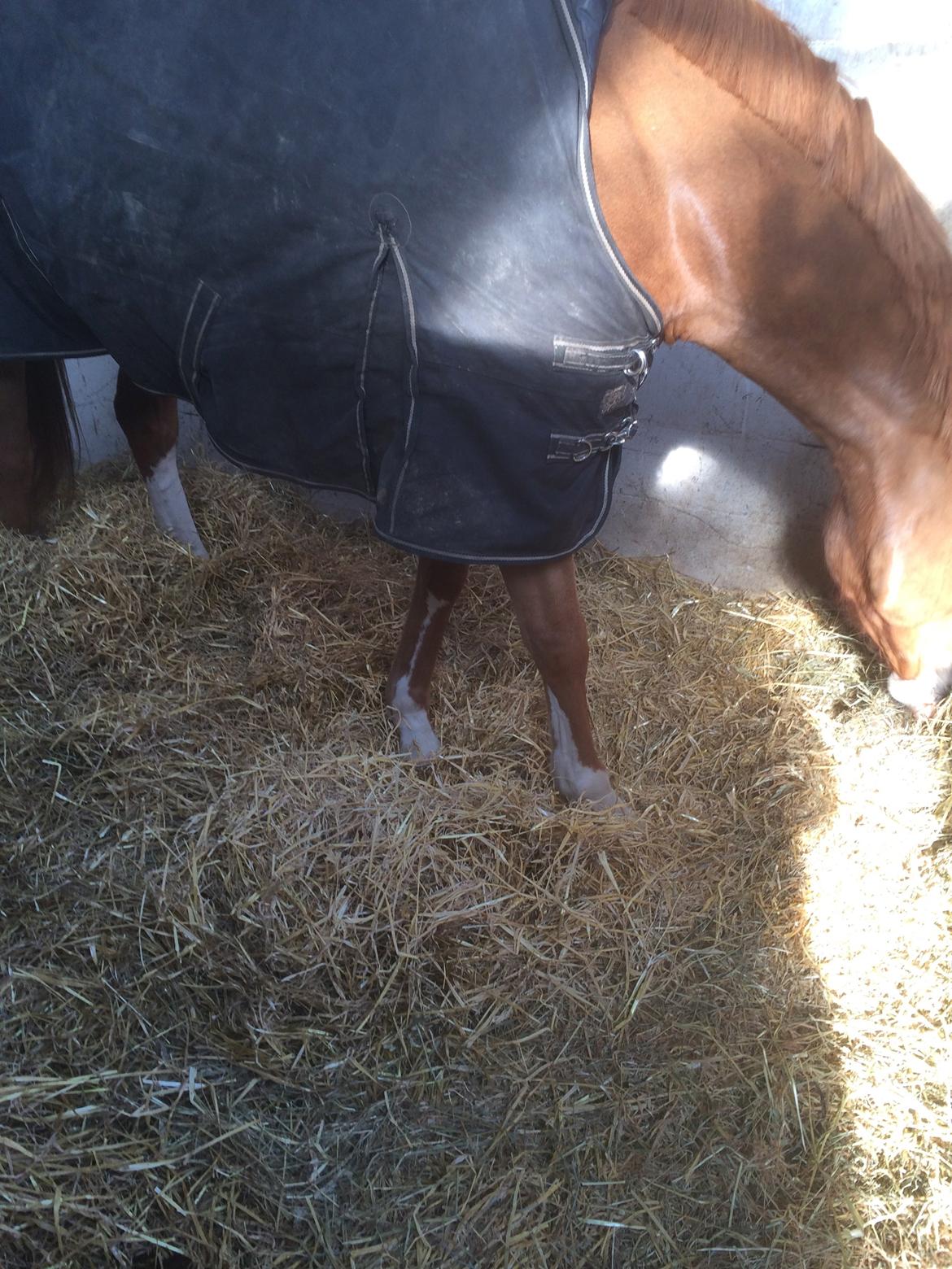 Anden særlig race Akazoni - Akazoni lidt special aftegn på højre forben billede 3
