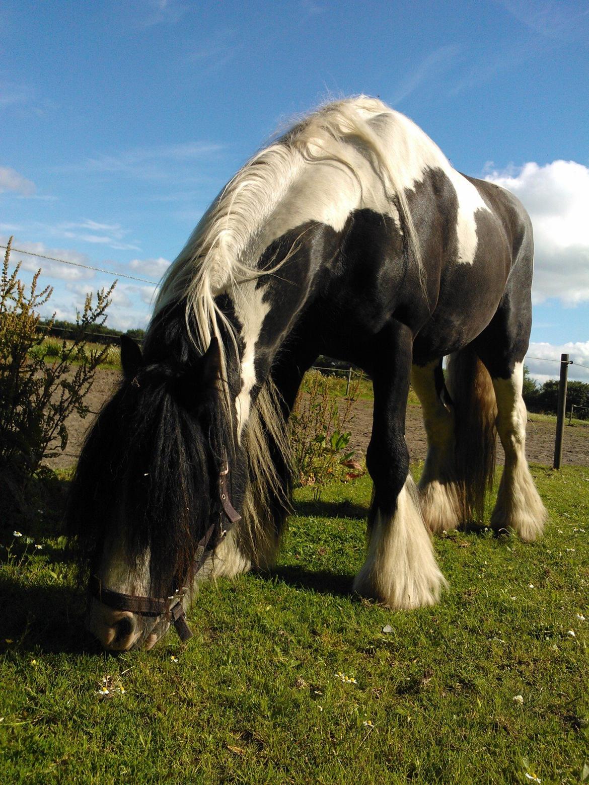 Irish Cob Kenzos Power Point billede 3