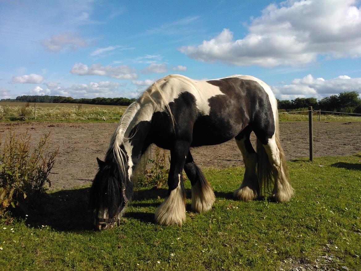 Irish Cob Kenzos Power Point billede 2