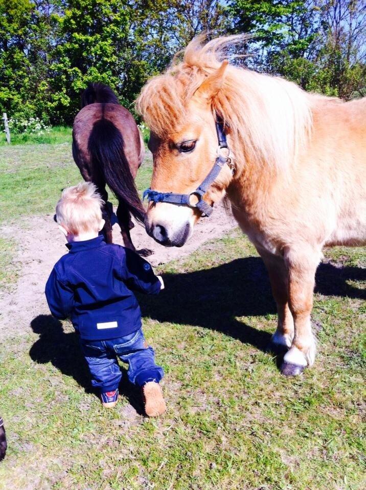 Shetlænder Chip billede 4