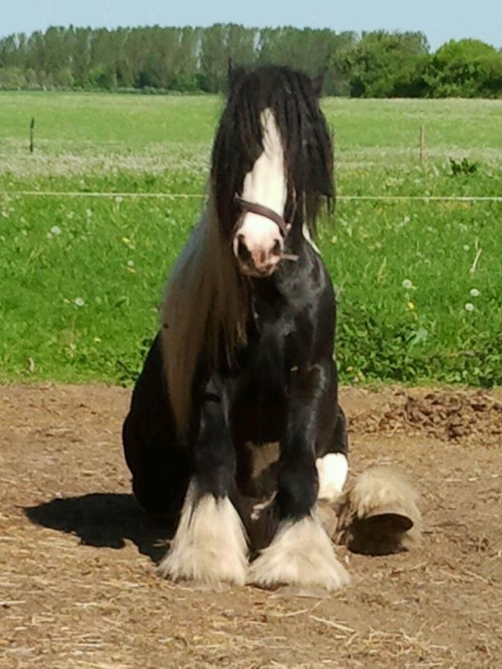 Irish Cob Kenzos Power Point billede 5