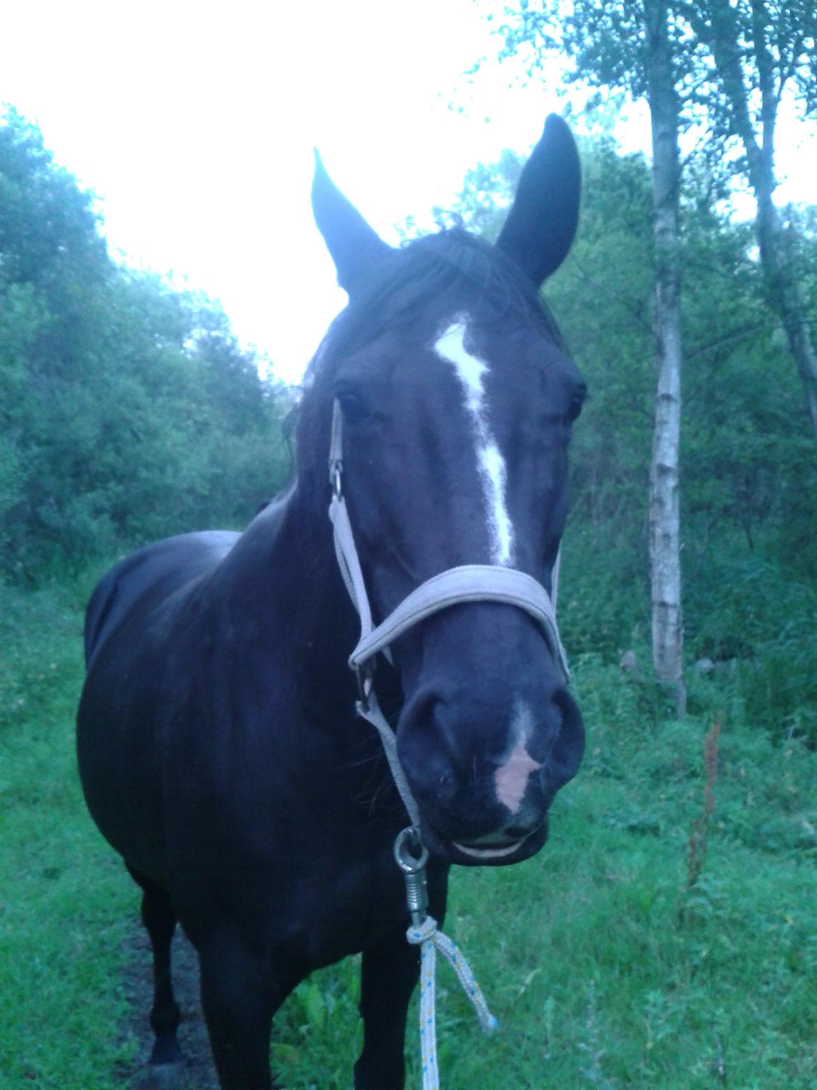 Fuldblod (XX) Aysia - Vores første møde :) billede 20