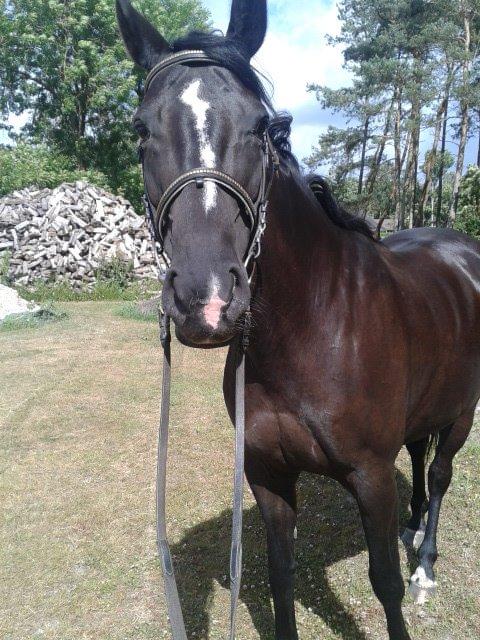 Fuldblod (XX) Aysia - Et af de første billeder efter hun blev min. billede 17