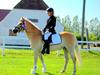 Haflinger Unikka Stald Friis