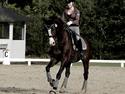 Dansk Varmblod Sant Jordi´s Mccoy, B-Hest