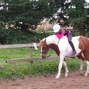 Anden særlig race Prins