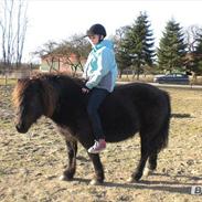 Anden særlig race Bella