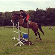 Anden særlig race Hope