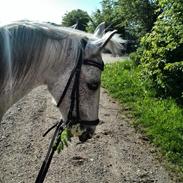 Anden særlig race skyttehuset´s paletti (popsen)