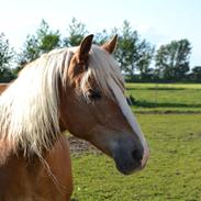 Haflinger Sofie