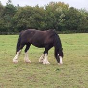 Irish Cob Boxmoor  Lexus