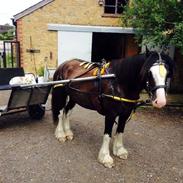 Irish Cob Boxmoor  Lexus