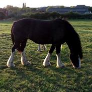 Irish Cob Boxmoor  Lexus