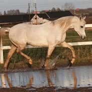 Arabisk fuldblod (OX) Zahkir