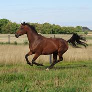 Trakehner Selina