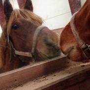 Anden særlig race Speedy