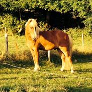 Islænder Proti fra Eyfjord
