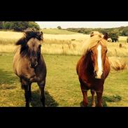 Islænder Proti fra Eyfjord