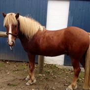 Islænder Proti fra Eyfjord