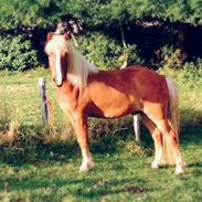 Islænder Proti fra Eyfjord