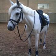 Anden særlig race Castello