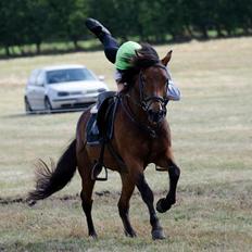 New Forest | Luxie - mammut <3