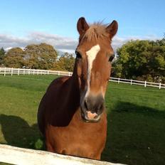 Haflinger Lukas (passer)