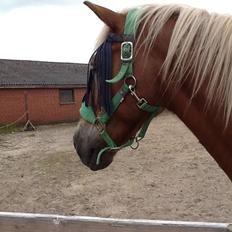 Haflinger Lukas (passer)