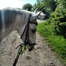 Anden særlig race skyttehuset´s paletti (popsen)