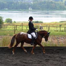 Anden særlig race Himalaya